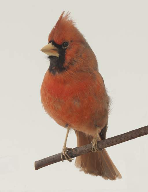 Male Northern Cardinal (Cardinalis cardinalis)