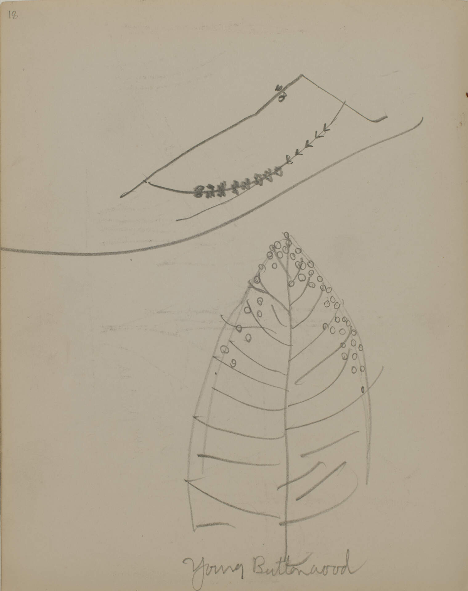 Untitled (sketch of a young buttonwood tree)