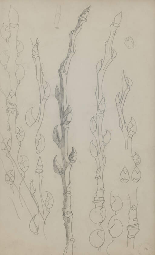 Poplar Buds