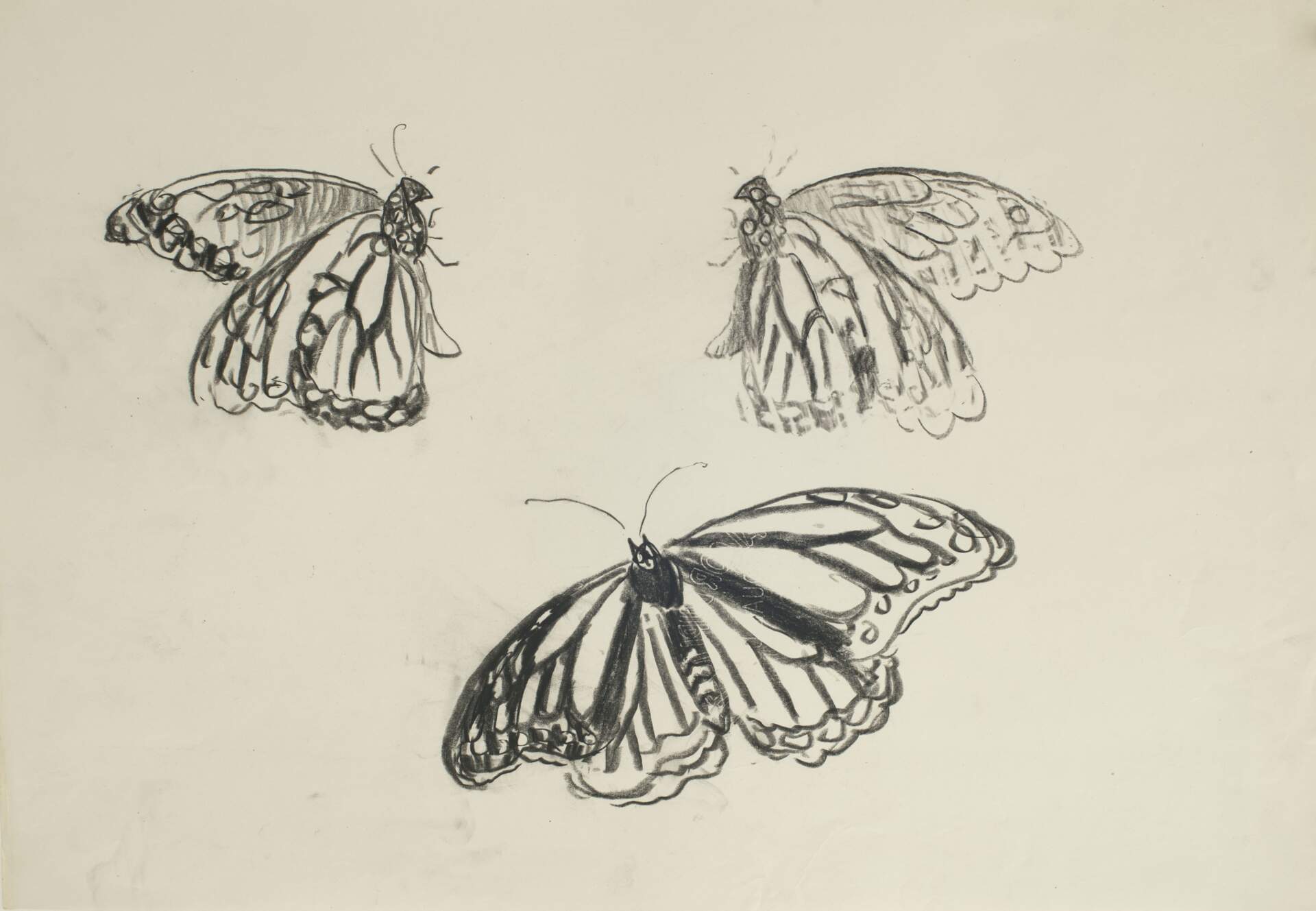 Untitled (Monarch butterflies)