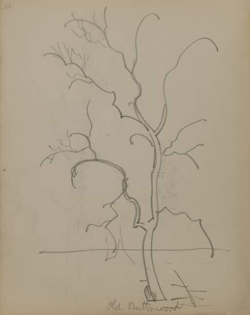 Untitled (sketch of an old buttonwood)