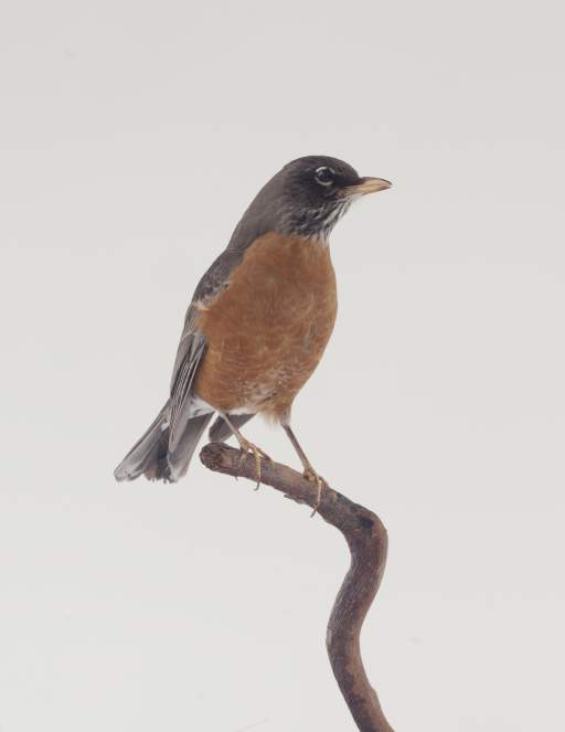 American Robin (Turdus migratorius)