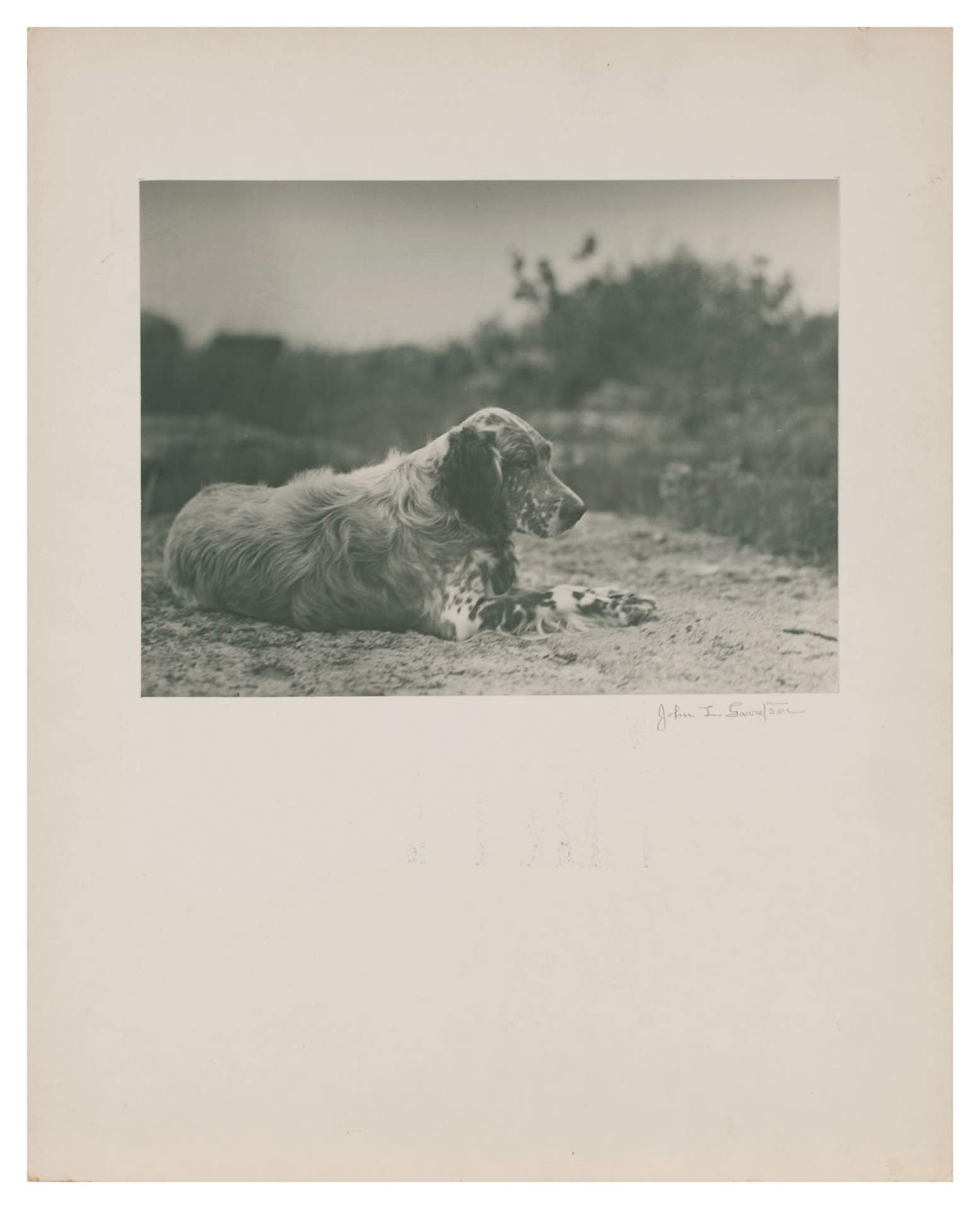 Untitled [English Setter (Dary) lying down on beach]