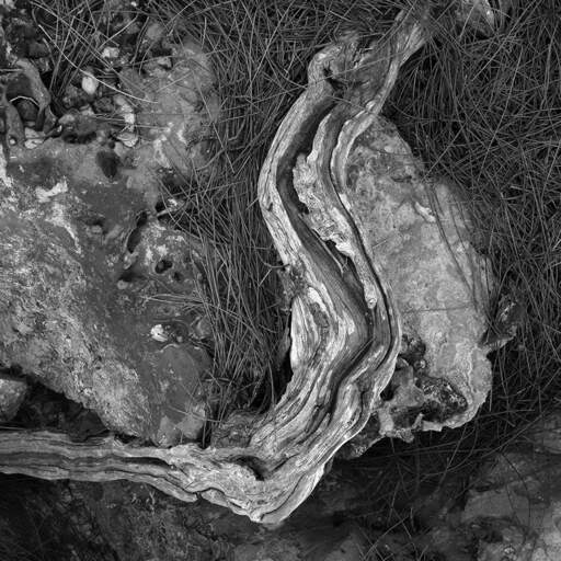 Tree Root, Anna Maria, Florida