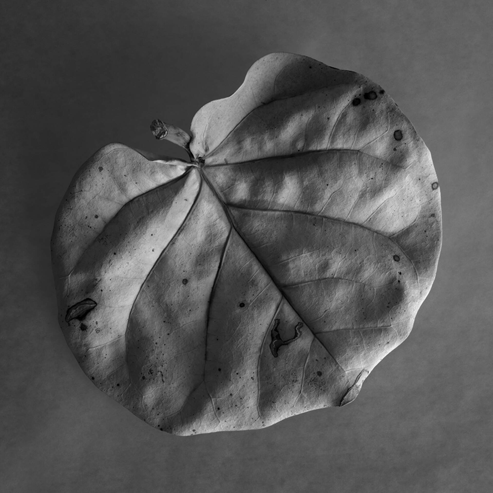 Sea Grape, Anna Maria, Florida