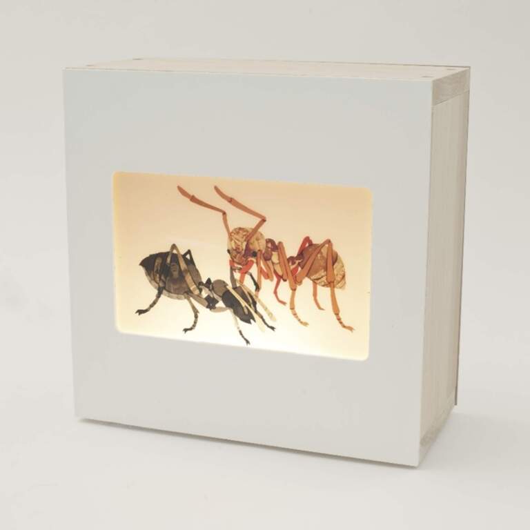 Specimens of Light