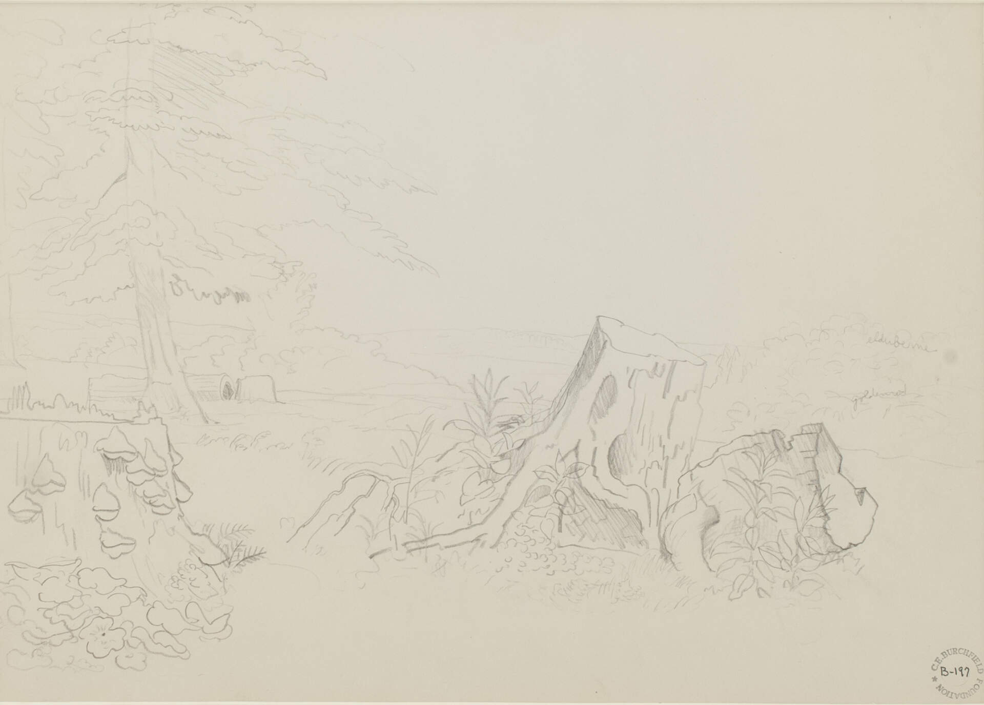 Tree and Tree Stump