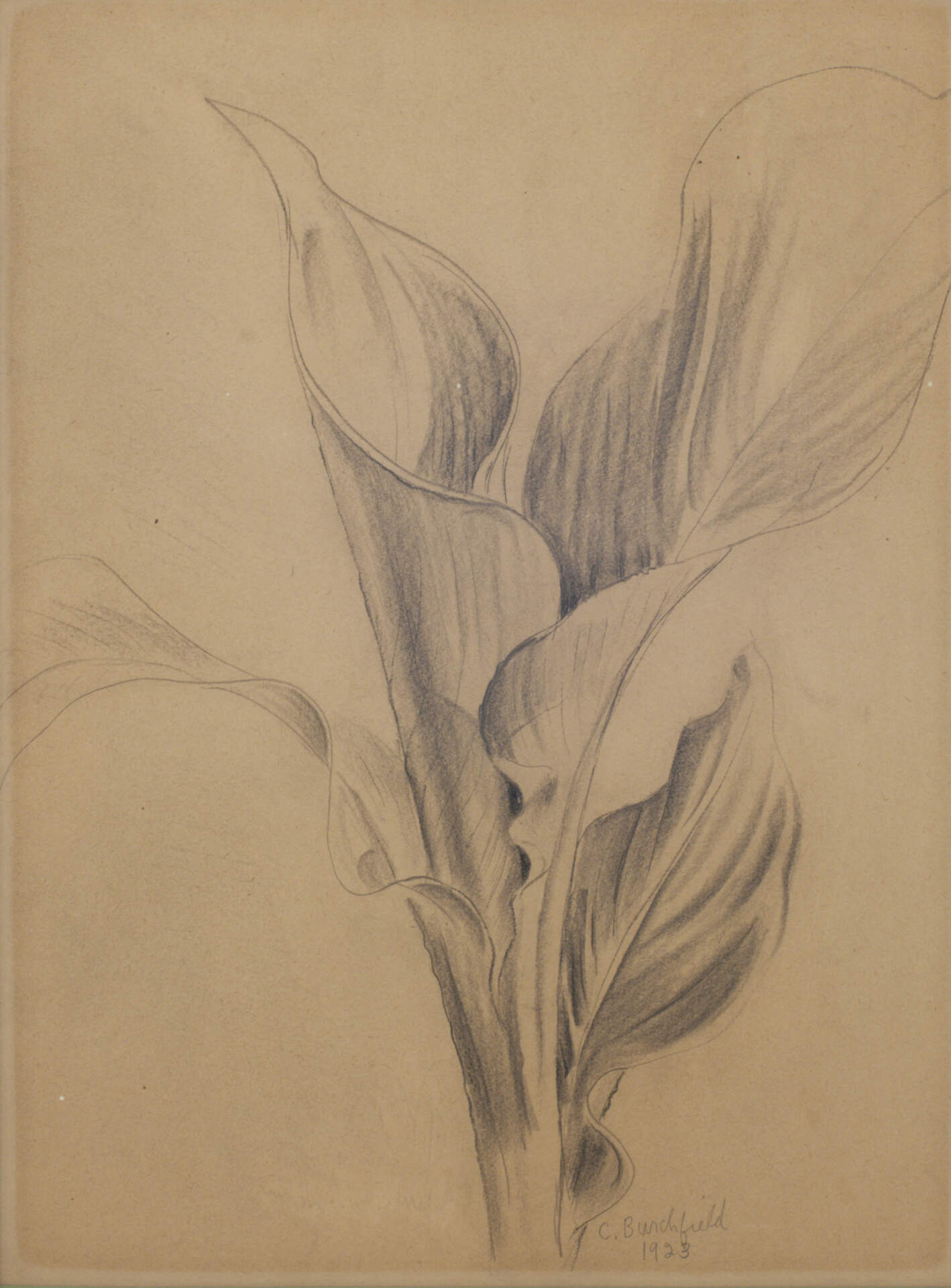 Canna Plant