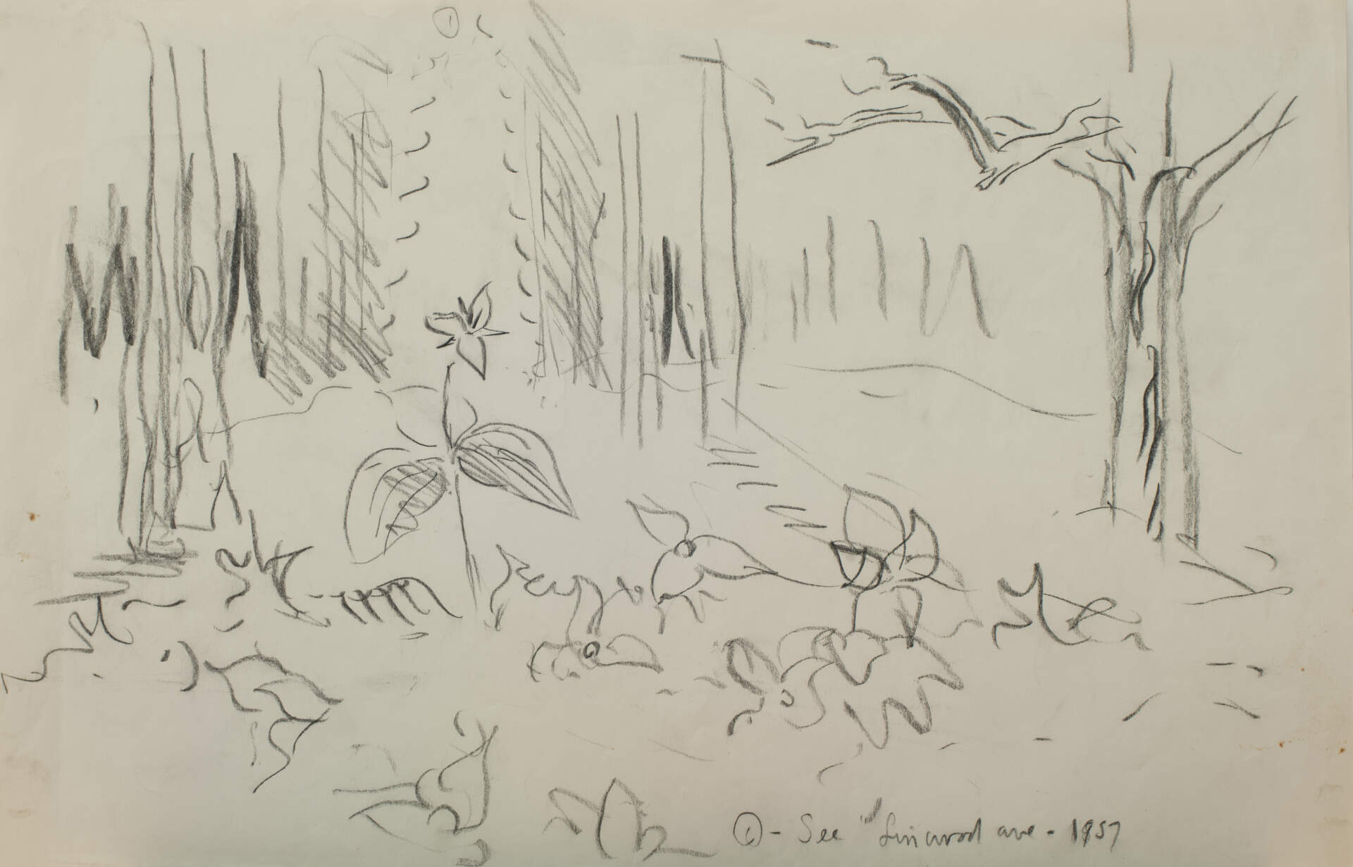 Forest Floor, Wildflower Study See Linwood Ave.1957