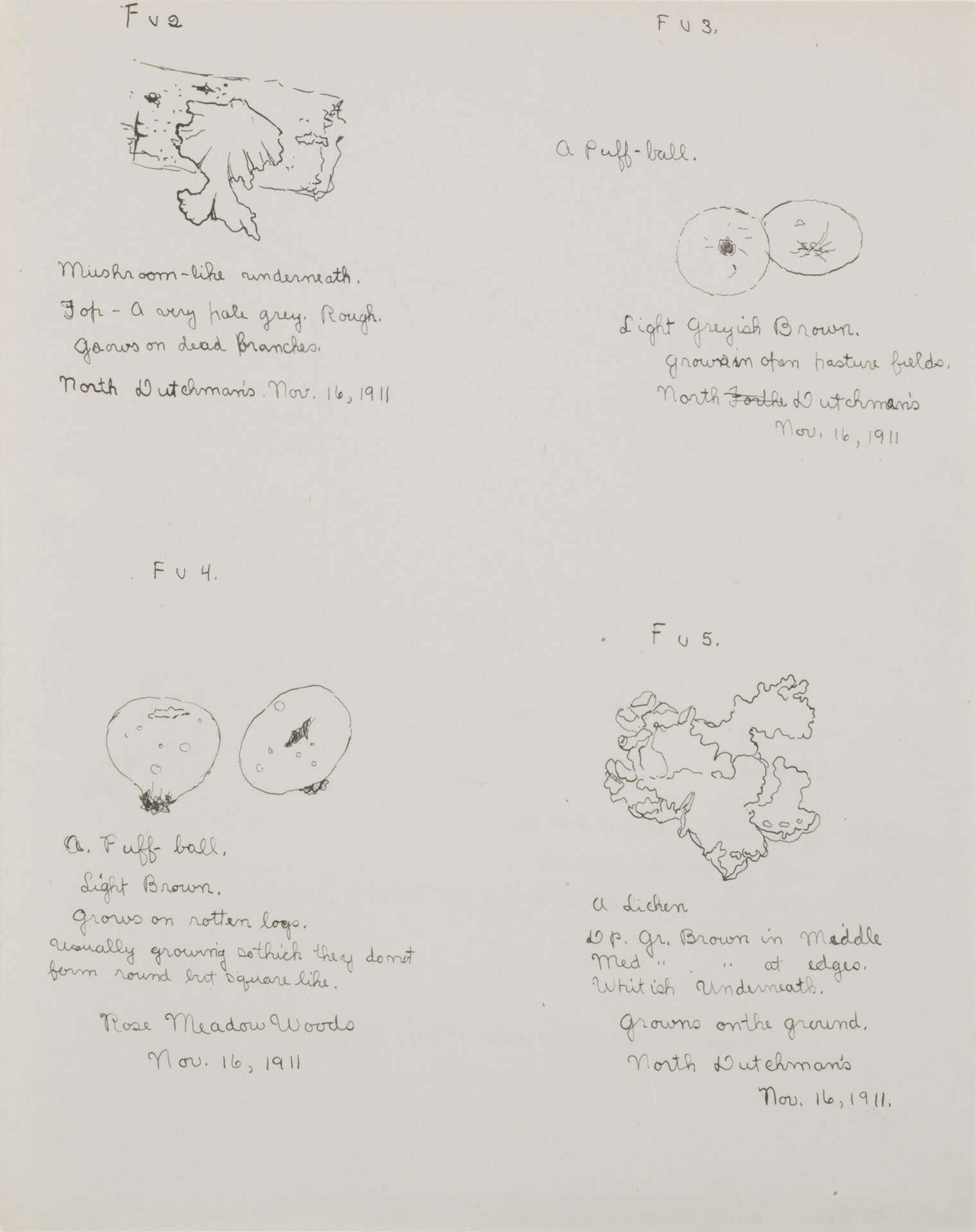 Mushroom Botanicals