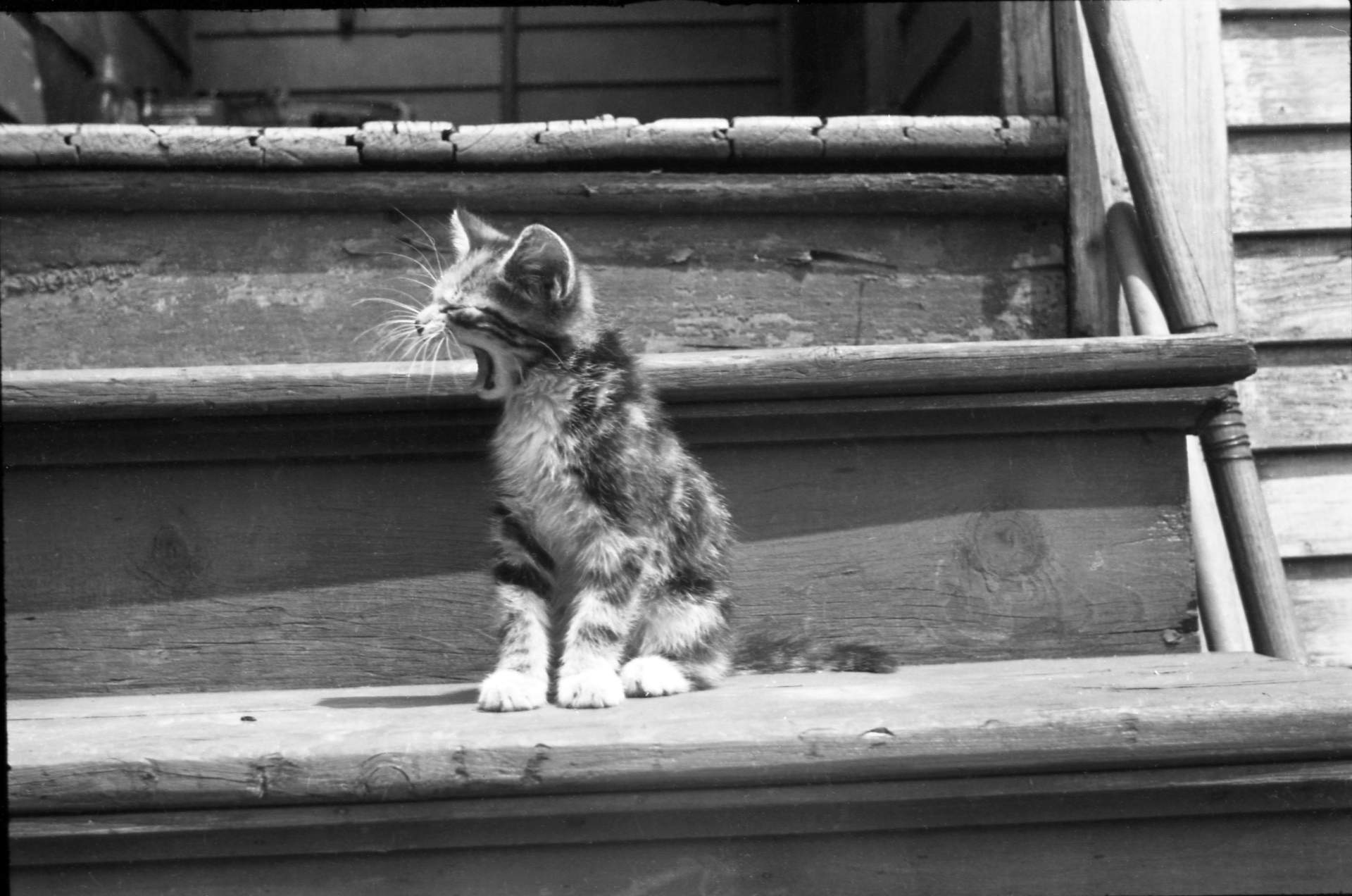 Untitled photographic negative (Kitten on house steps)