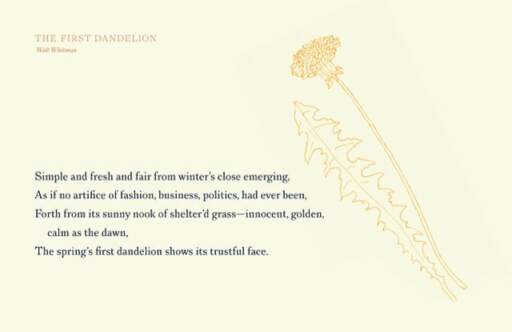 The First Dandelion