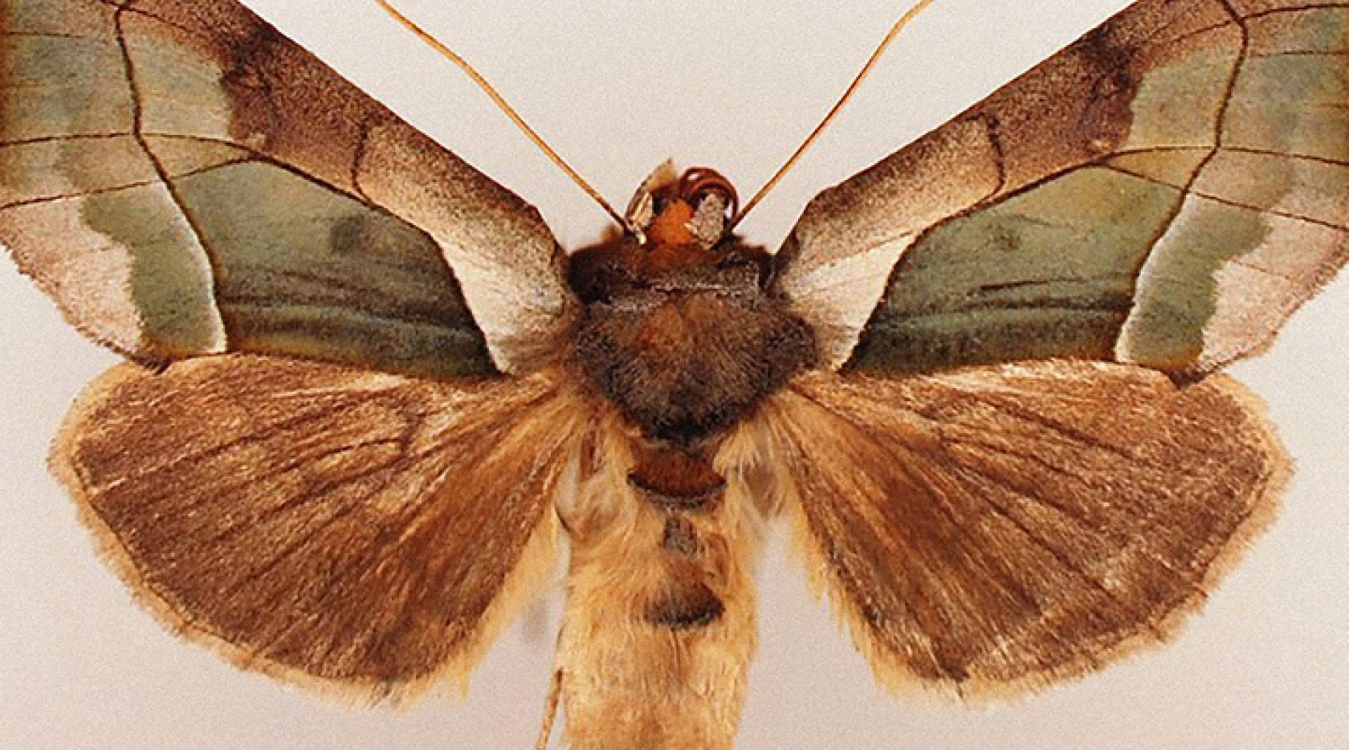[Joseph Scheer, Moth] - Burchfield Penney Art Center