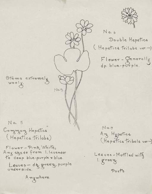 Common Hepatica (Hepatica triloba)