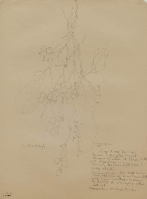 Dog-Wood Berries