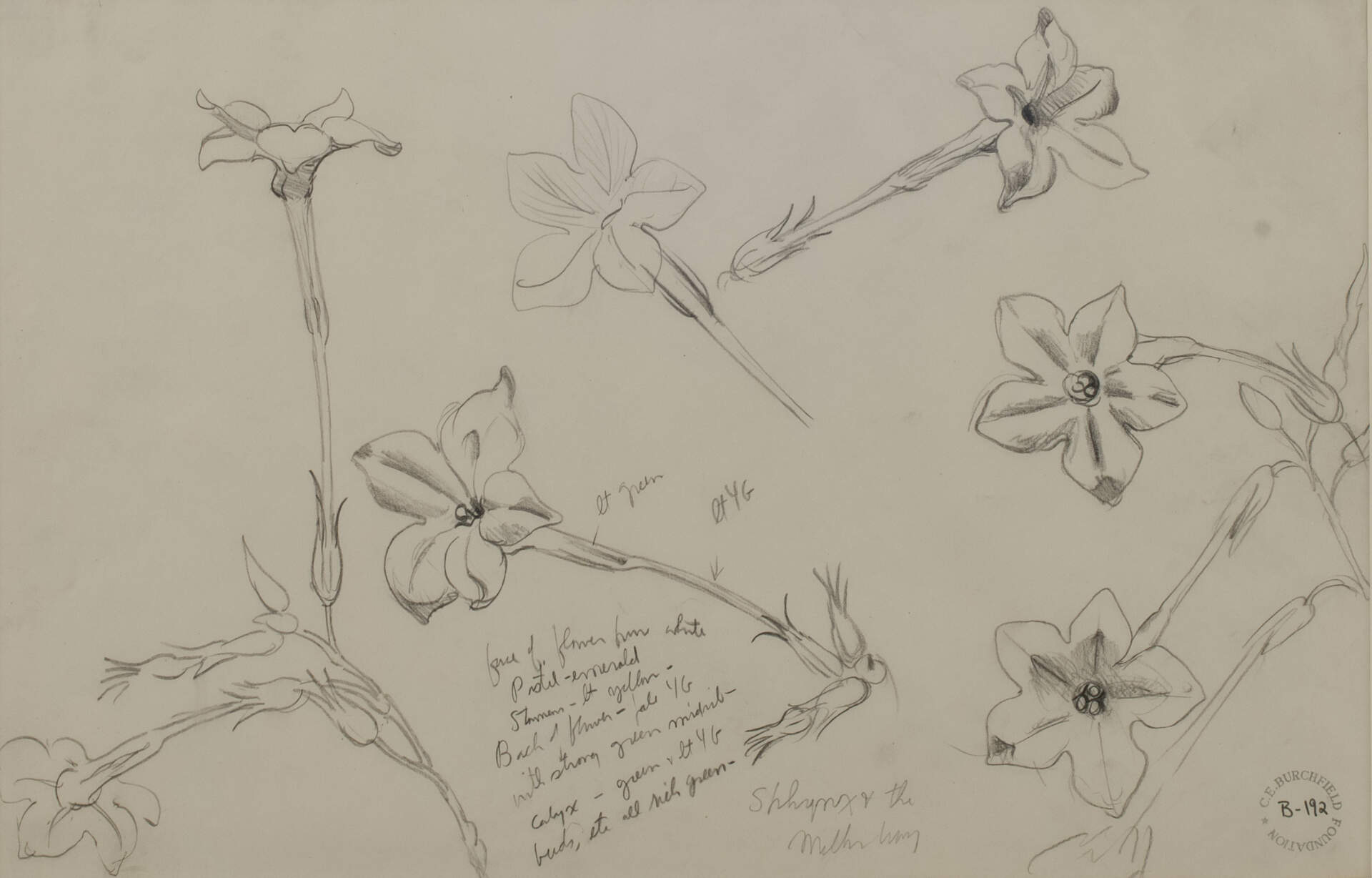 Flower Study No.1