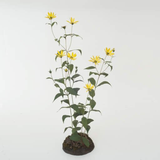 Pale-Leaved Sunflower (Helianthus strumosus)