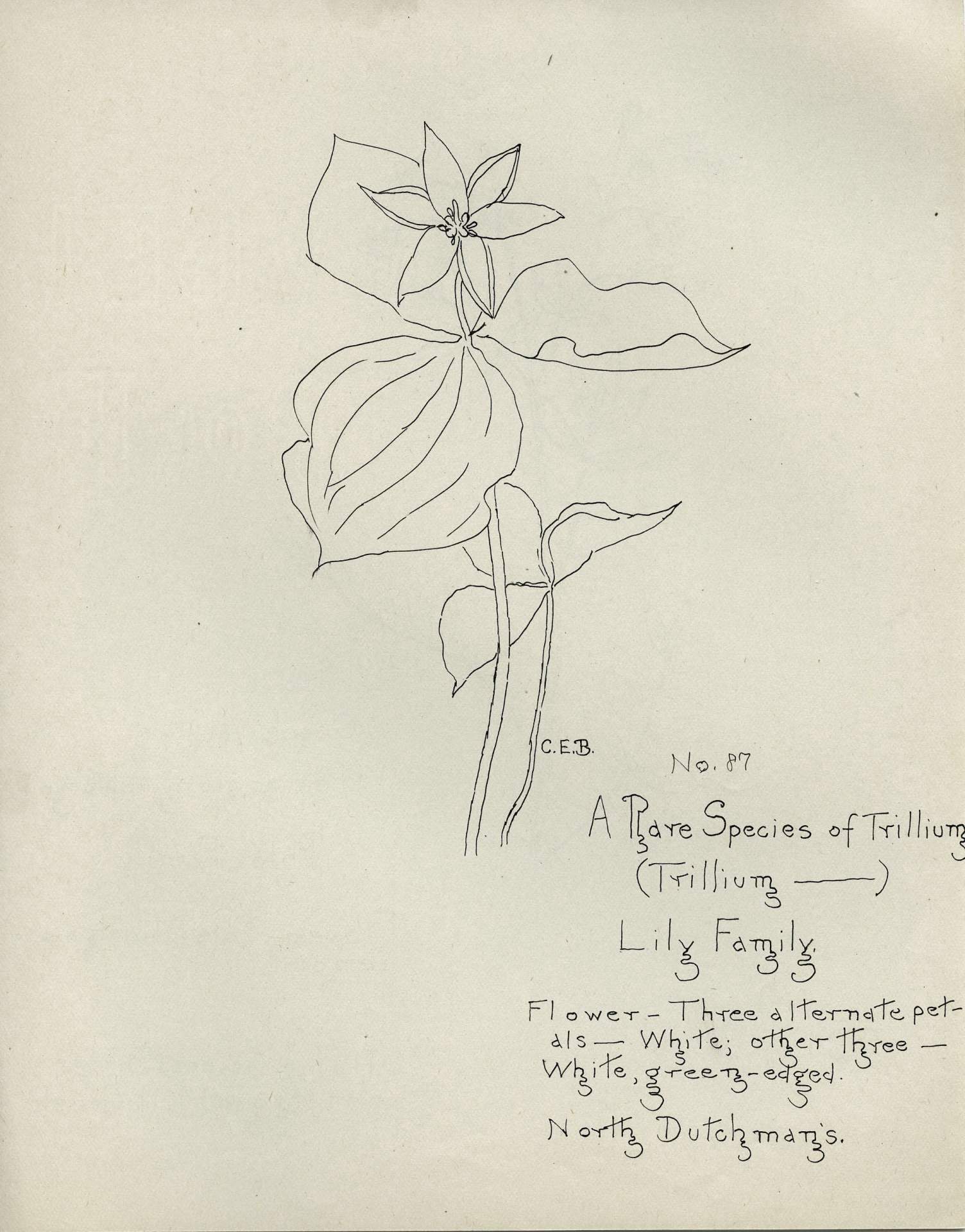 A Rare Species of Trillium