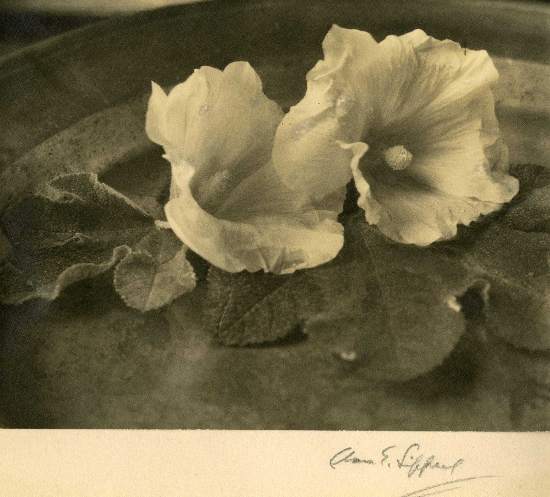 Untitled [two hollyhock blossoms resting on a platter]