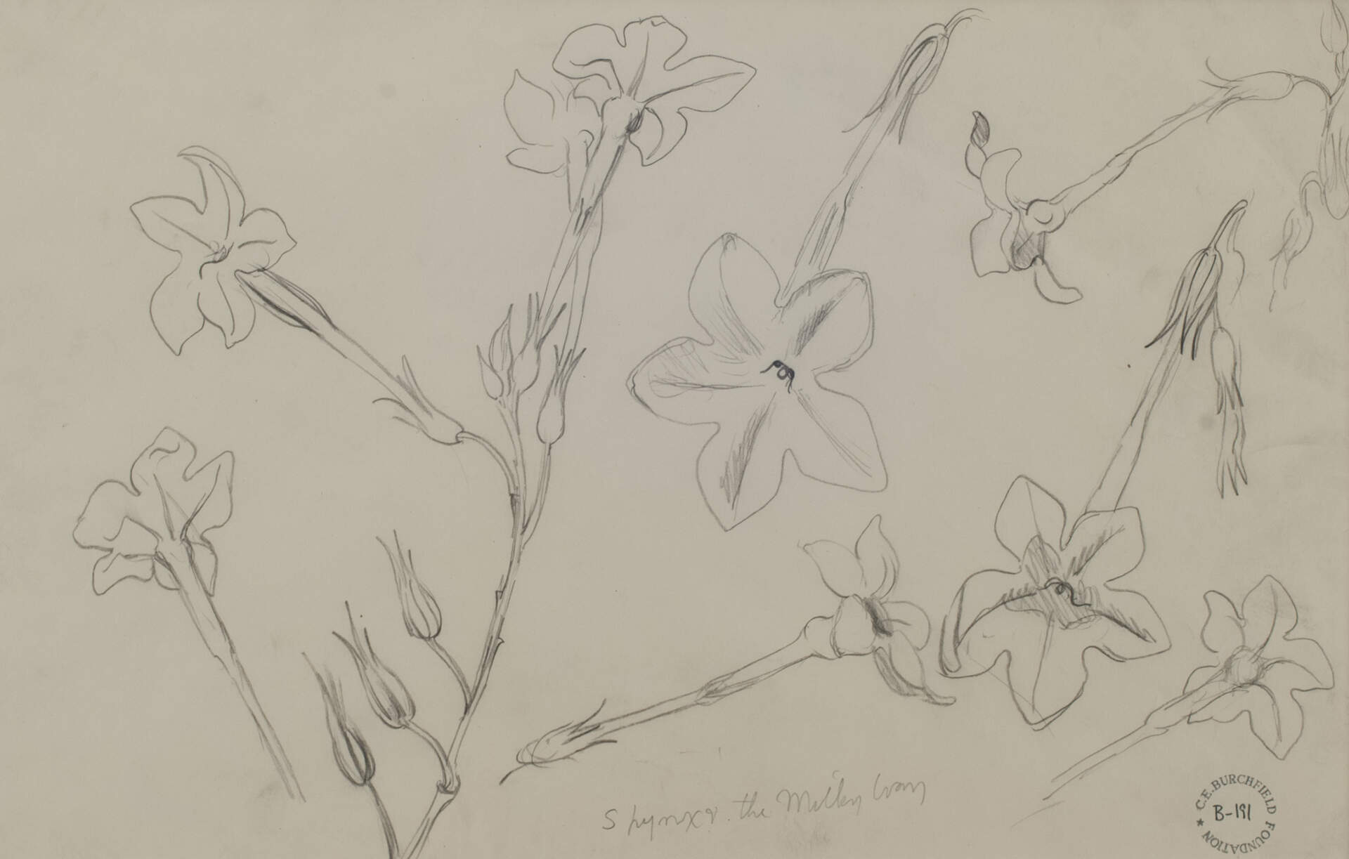 Flower Study No. 2 Sphynx and Milky Way