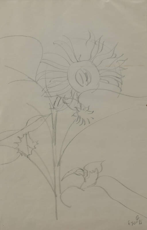 Untitled (Sunflower Sketch)