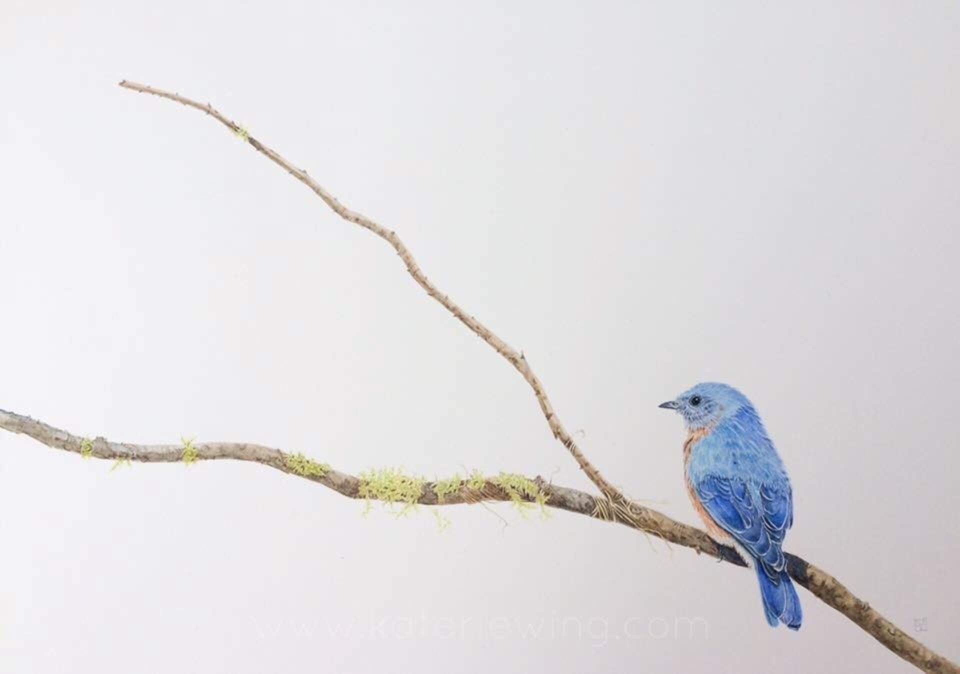 The Poetic Bird-THIS WORKSHOP HAS BEEN CANCELED