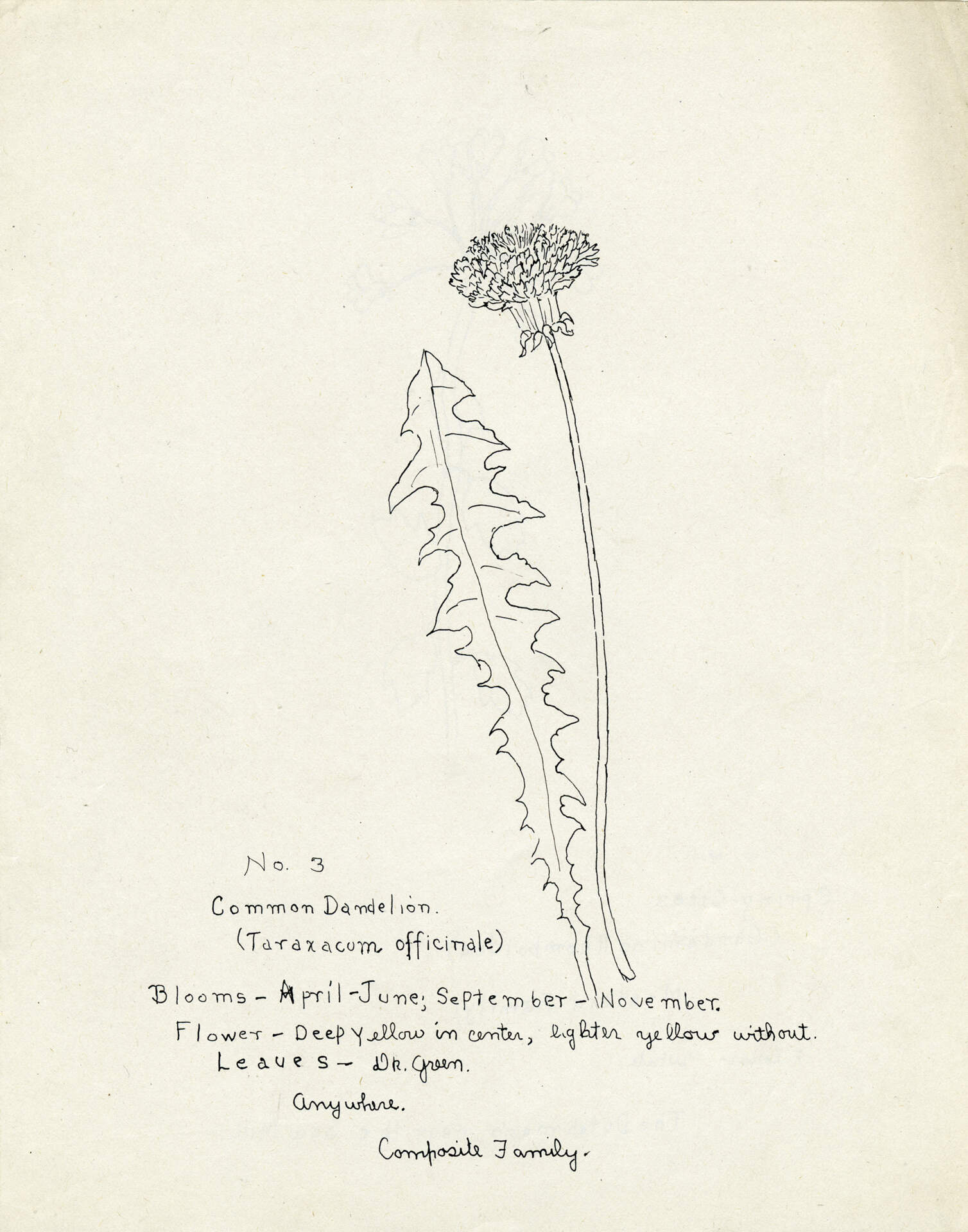 Common Dandelion (Taraxacum officinale)
