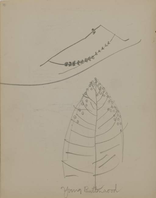 Untitled (sketch of a young buttonwood tree)