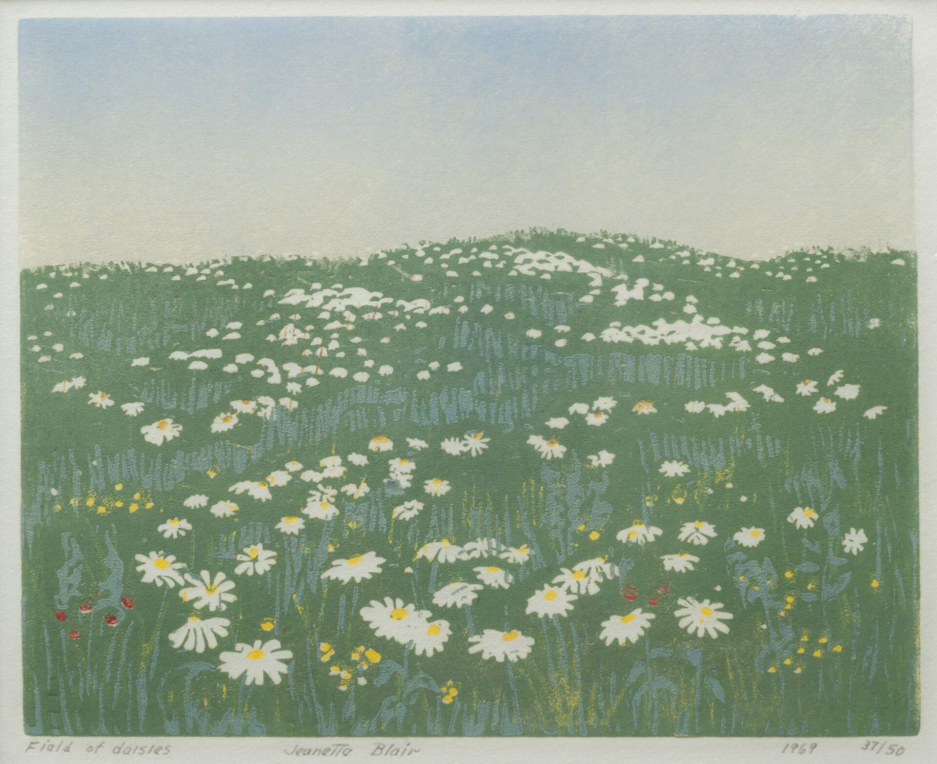 Field of Daisies
