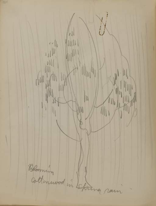 Untitled (cottonwood tree in the rain)