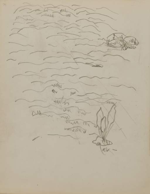 Untitled (sketch of grass with rocks and plants)