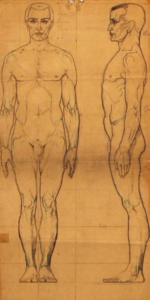 Proportion Studies of Male