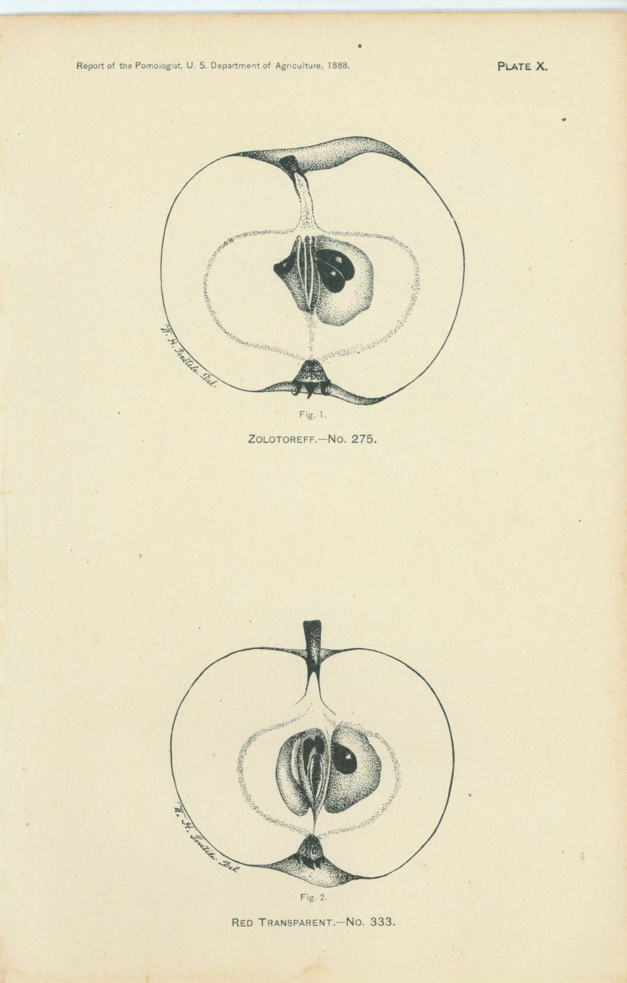 Fig. 1. Zolotoreff. - No. 275., Fig. 2. Red Transparent. - No. 333.