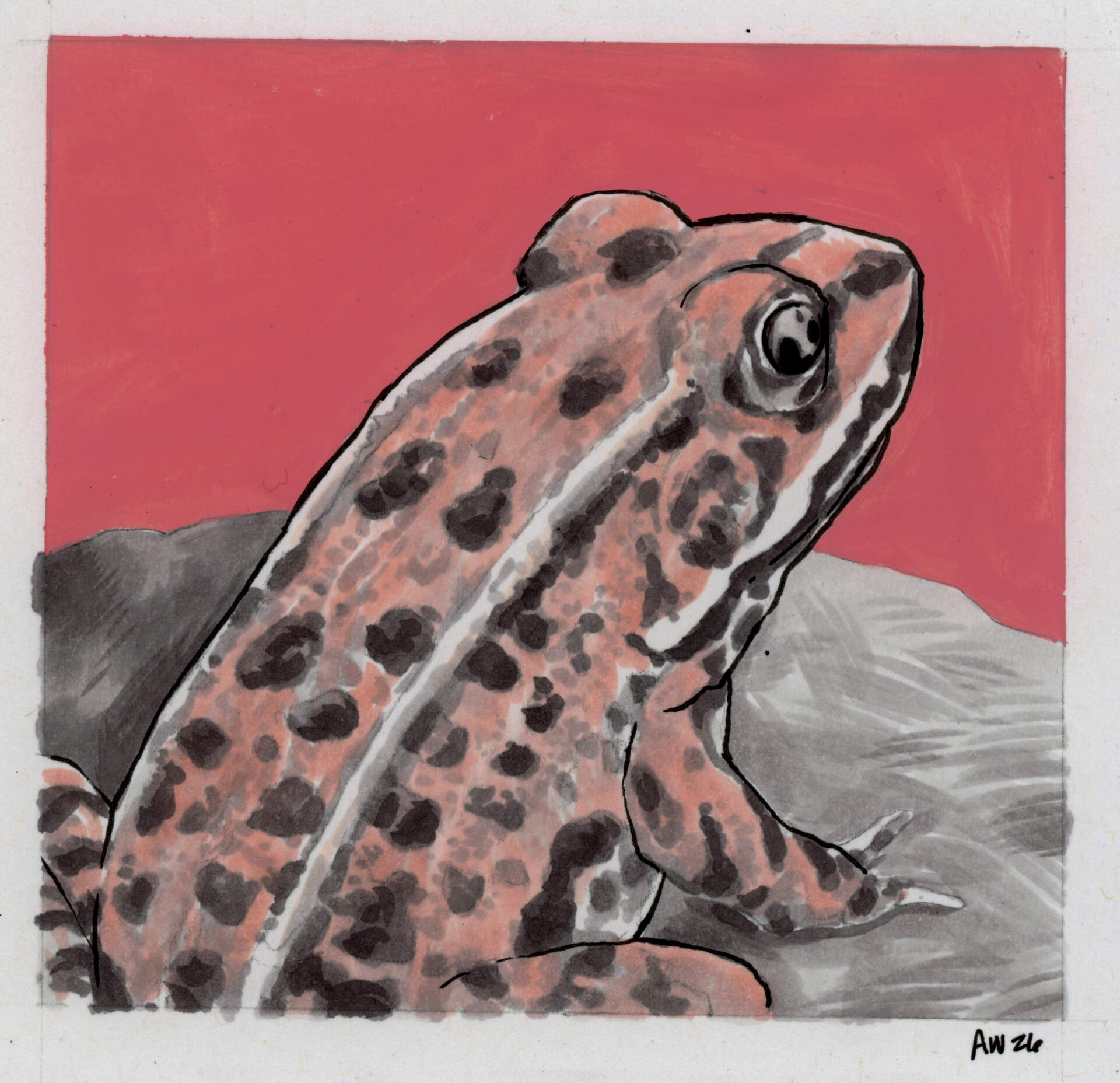 Northern Leopard Frog