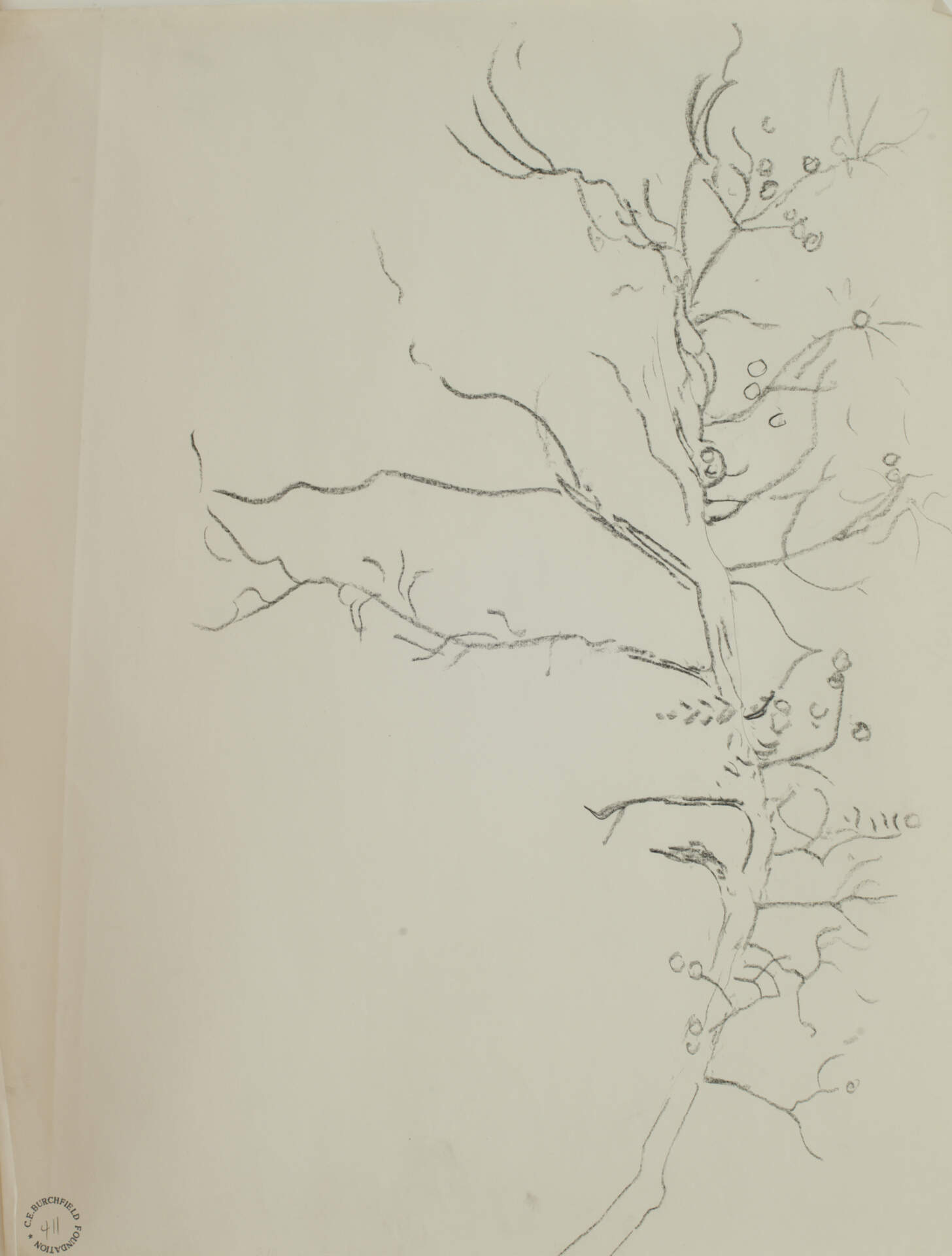 Tree Branch Study, Fruit or Nut