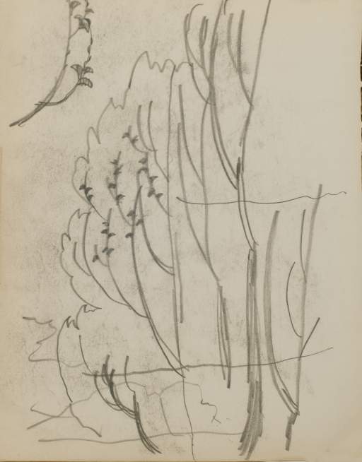 Untitled (sketch of a tree)