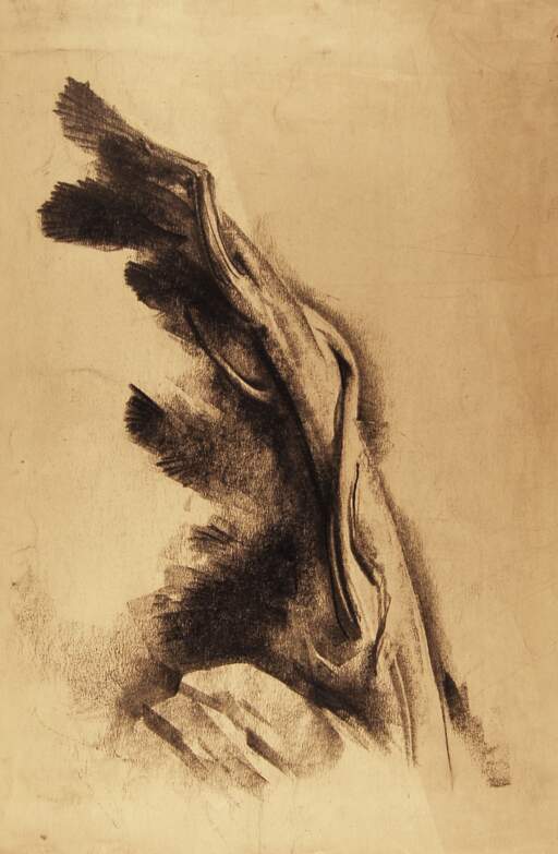 Sketch of Tree Trunk