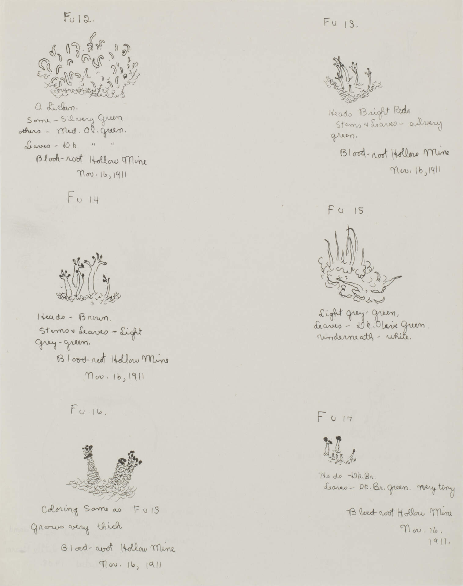 Mushroom Botanicals