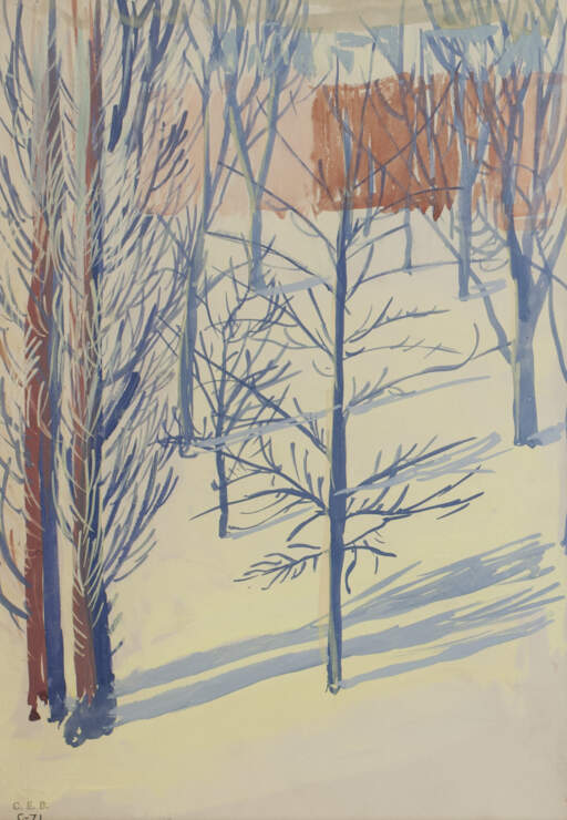 Trees, Sunlight & Shadow