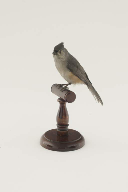 Tufted Titmouse (Baeolophus bicolor)