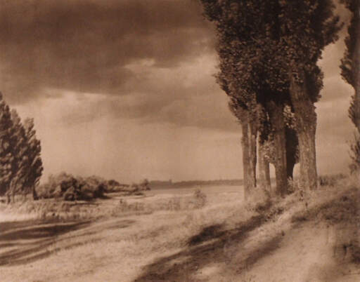 Trees of Lombardy - Fort Erie