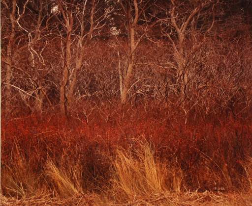 Wellfleet Marsh, Cape Cod, Massachusetts