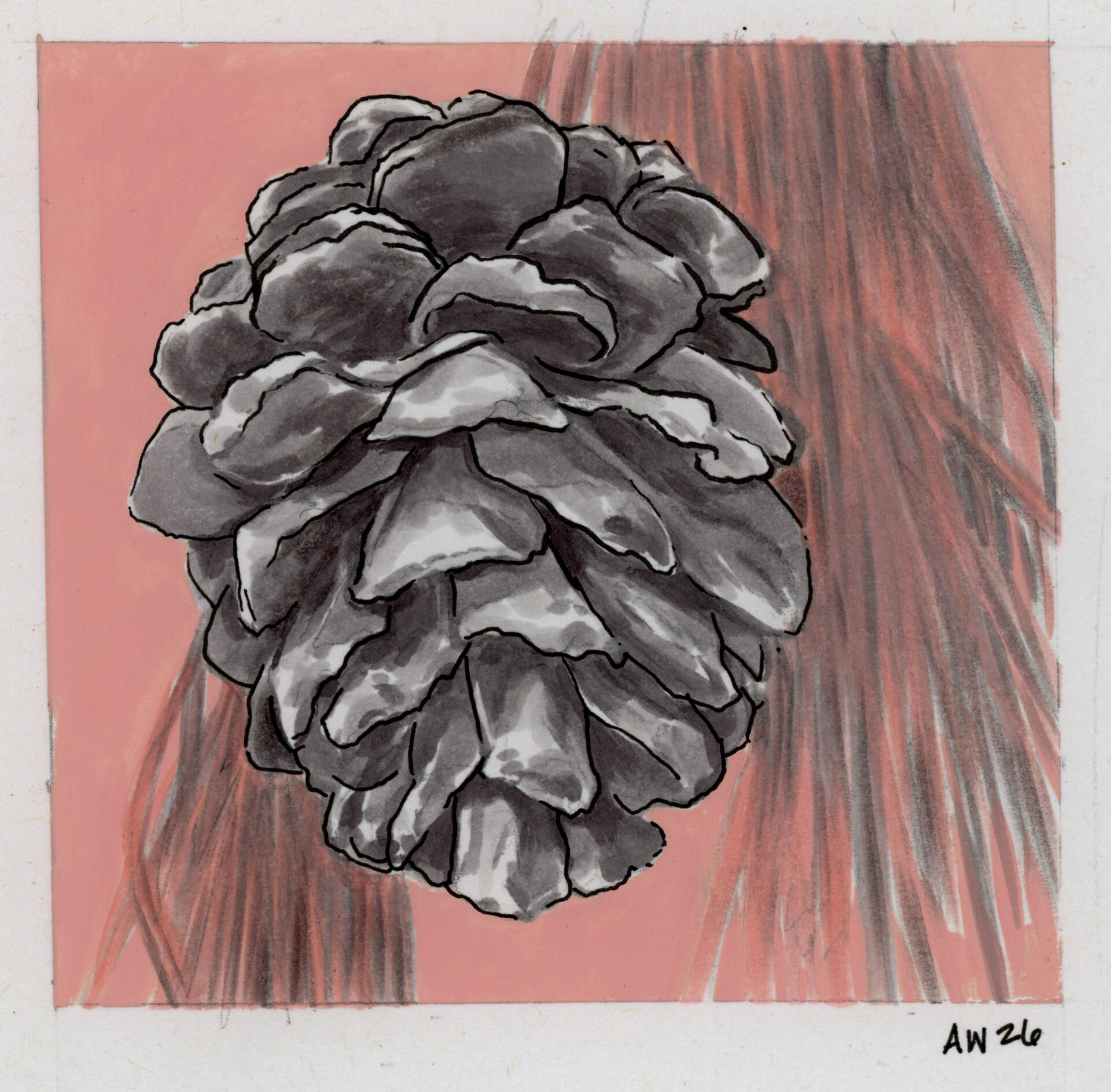 Pine Cone