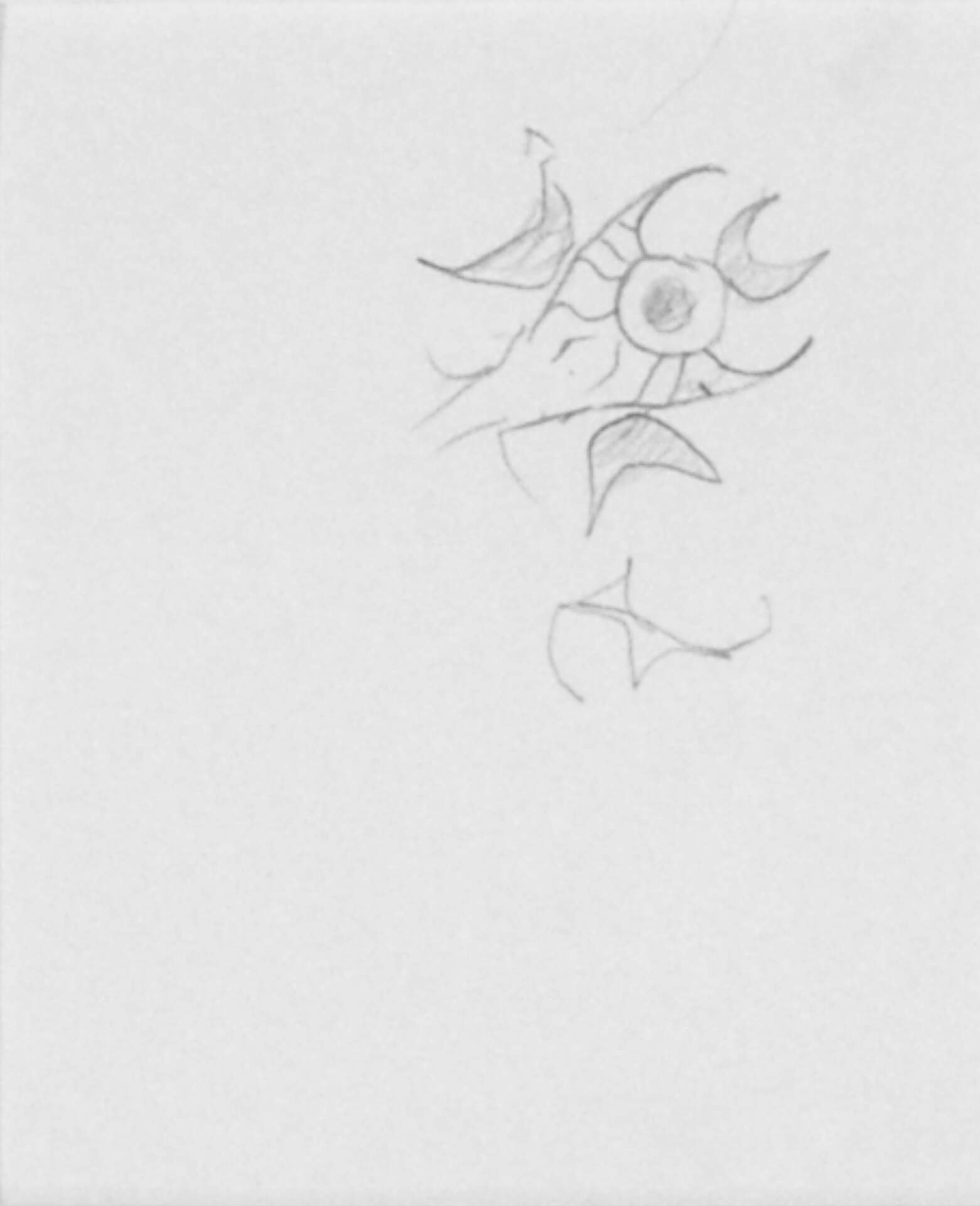 Doodles
