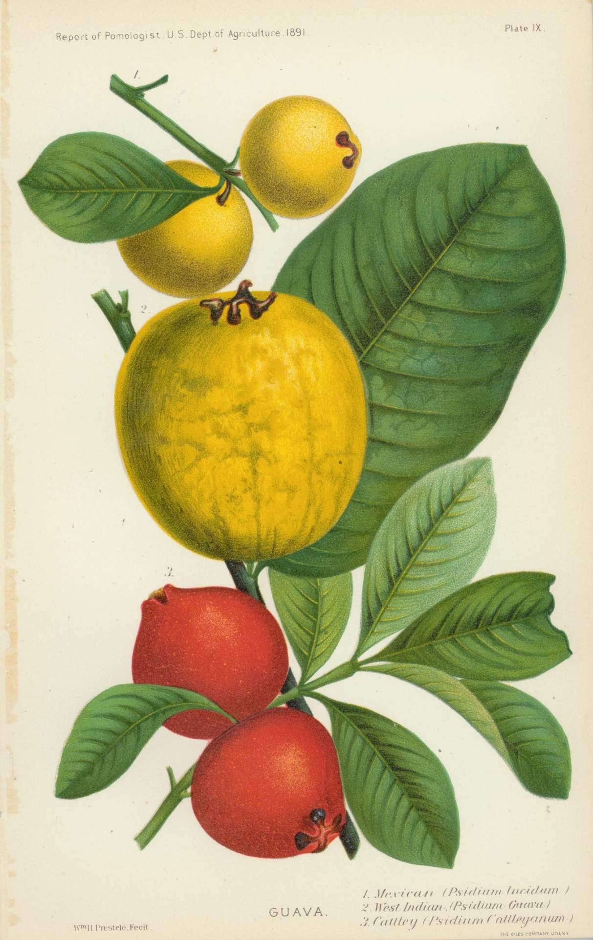 Guava., 1. Mexican (Psidium Lucidum), 2. West Indian (Psidium Guava), 3. Cattley (Psidium Cattleyanum)