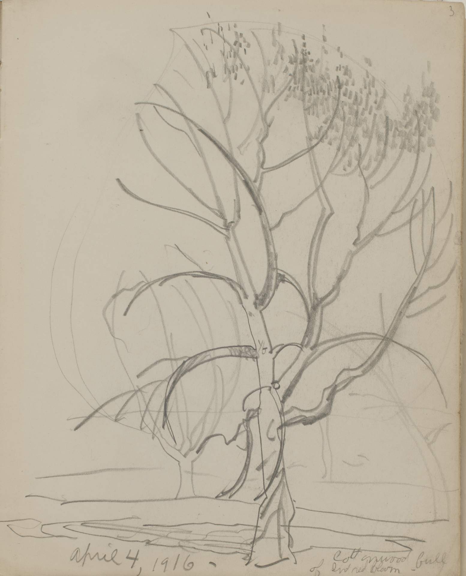 Untitled (sketch of trees with leaves and shadows)
