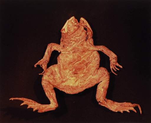 IX. Garden Toad (Bufo americanus)