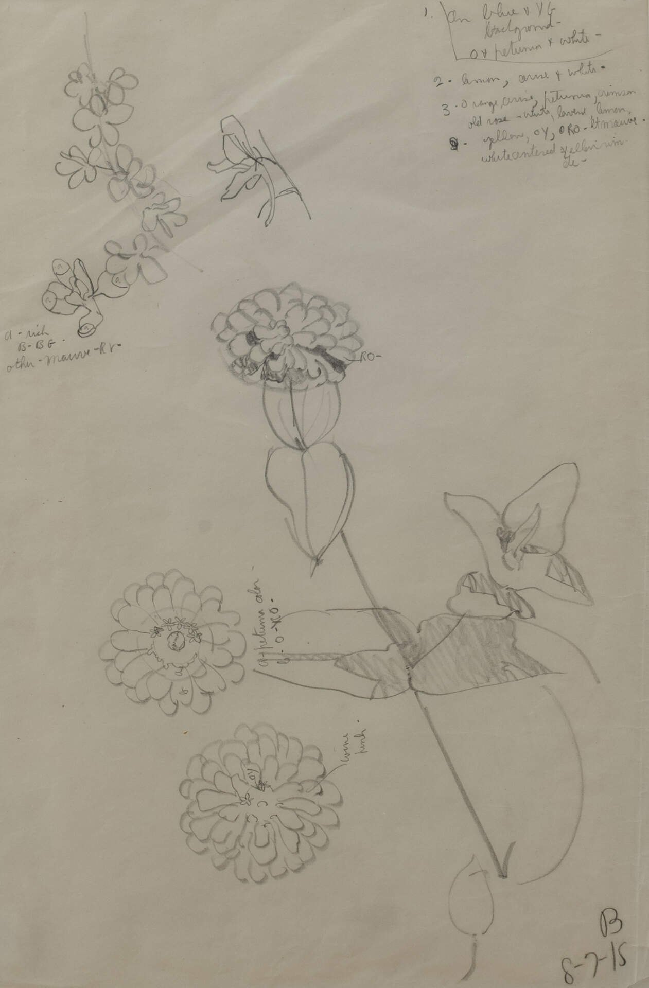 Untitled (Zinnia Sketch)