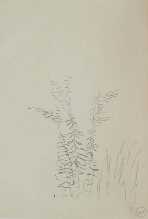 Ferns from Genesee Road at Moore