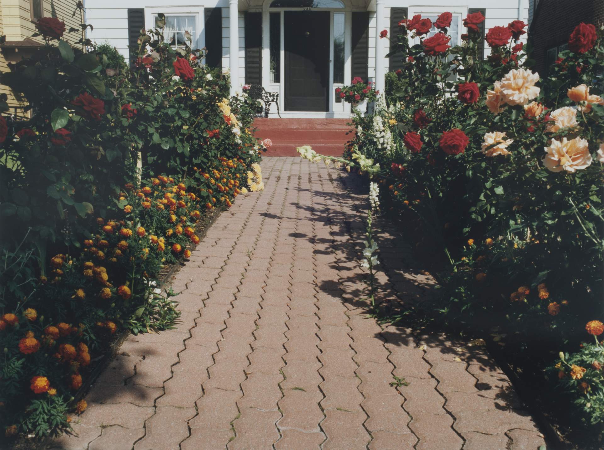 Pathway with roses, Starin Ave, Buffalo NY